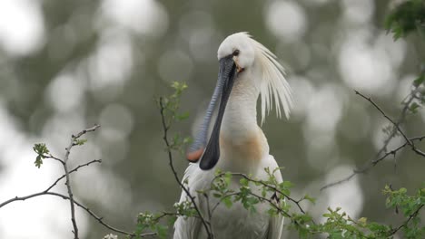 Quirky-looking-Eurasian-Spoonbill-snapping-its-bill-and-grooming-itself