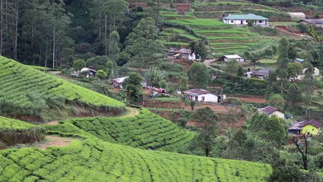 Fernsicht-Auf-Hütten-Und-Ackerland-In-Einer-Teeplantage-In-Sri-Lanka