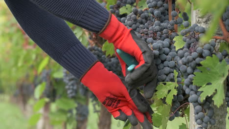 Vine-grapes-pruning-by-farmer-with-shears
