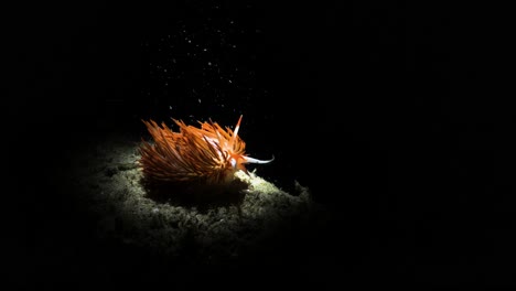 Einzigartiges,-Künstlerisches-Unterwasservideo-Eines-Lebendigen-Meeresbewohners-Im-Dunkeln,-Das-Nur-Vom-Licht-Einer-Snoot-Videolampe-Eines-Tauchers-Beleuchtet-Wird
