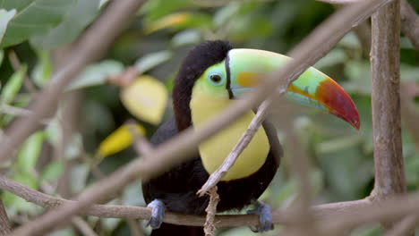 Prores-Portrait-of-beautiful-Keel-Billed-Toucan-Parrot-perched-on-branch-of-tree-in-Rainforest-during-daytime---close-up-slow-motion