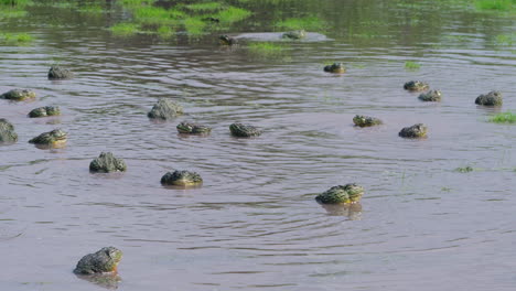 Large-Group-Of-African-Bullfrogs-Breeding-On-Shallow-Lake-In-Central-Kalahari-Game-Reserve,-Botswana