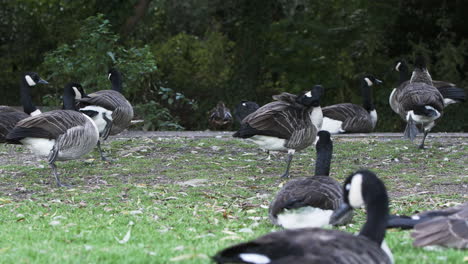 Gran-Grupo-De-Cisnes-Emplumados-De-Color-Gris-Oscuro-Que-Se-Acicalan-Las-Plumas