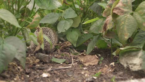 Common-Hedgehog-Scavenging-For-Food-Amidst-The-Green-Plants