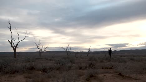 Shot-from-behind,-Photographer-Walking-on-Deserted-area-with-Dead-tree-silhouette,-Australia