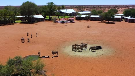 A-lodge-in-Namibia-where-many-antelopes-stand-at-a-feeding-place-and-eat-something