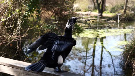 Majestic-Black-Cormorant-sitting-on-bridge-and-enjoying-nature-with-natural-lake-and-forest-in-summer