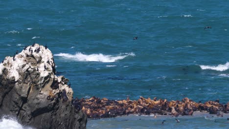 Eine-Große-Gruppe-Seelöwen-Drängt-Sich-Vor-Der-Küste-Von-Oregon-Auf-Eine-Kleine-Insel