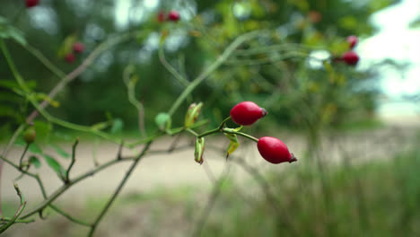 Floral-close-up-shot-of-red-berries-of-Dogrose-Plant-with-blurred-background---Autumn-day-in-Germany-during-daytime