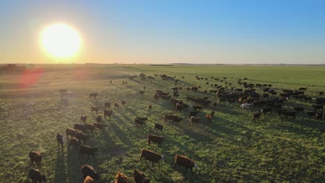 Large-herd-of-cows-and-evening-sun-over-Pampas-field,-aerial-push-out