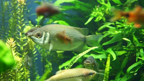 Close-up-shot-green-fish-moving-lips-between-water-plants-in-Aquarium