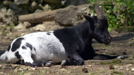 Valais-Blackneck-Goat-lying-on-ground-in-nature-and-resting-in-sunlight,close-up