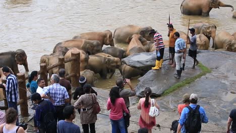 View-of-local-tourists-taking-photos-of-elephants-taking-bath-and-enjoying-the-river-water-in-Pinnawala-Elephant-Orphanage,-Sabaragamuwa-Province-of-Sri-Lanka,-Dec-2014