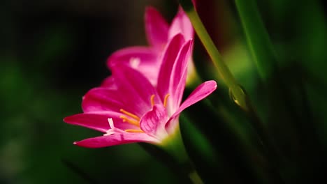 Light-and-shadows-cast-on-a-Zephyranthes-carinata-also-known-as-rosepink-zephyr-lily-or-pink-rain-lily