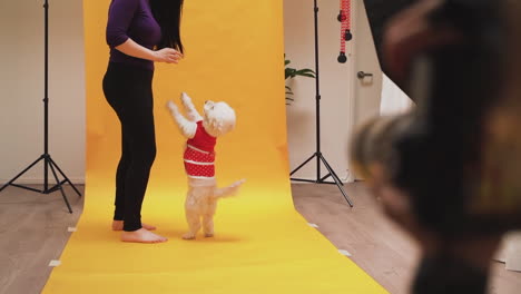 View-of-a-photo-session-of-a-dog-with-young-woman-in-studio-with-yellow-background