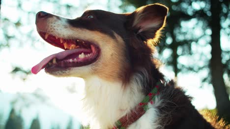Fröhlicher-Australischer-Schäferhund,-Die-Zunge-Herausgestreckt-Und-In-Die-Kamera-Blickend,-Mit-Wunderschönem-Sonnenlicht