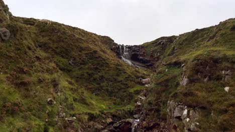 Slowly-flowing-waterfall-in-green-mountains-and-grazing-sheep-on-hill-during-cloudy-day-in-Ireland