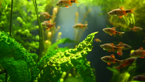 School-of-tropical-fish-swimming-in-clear-aquarium-water-between-green-water-plants---prores-quality-close-up