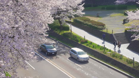 Beautiful-Cherry-Blossoms-With-Traffic-Driving-In-The-Road-In-Background-In-Kanazawa-City,-Japan