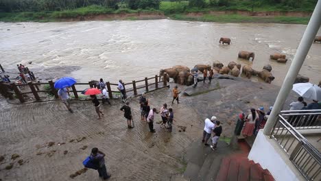 Few-tourists-standing-and-watching-a-herd-of-elephants-bathing-in-the-river-while-some-are-sitting-in-a-resturant-with-an-over-view-of-the-river-to-watch-the-elephants-in-Pinnawala-Elephant-Orphanage