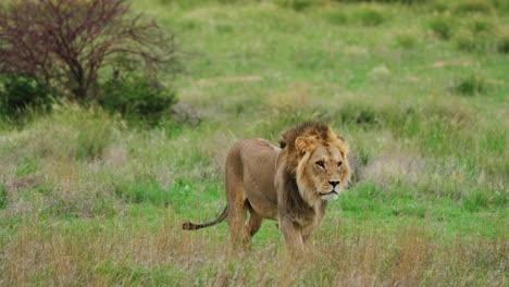 Windy-Savannah-With-Male-Lion-Walking-In-Central-Kalahari-Game-Reserve,-Botswana