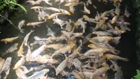 A-large-number-of-tilapia-in-a-pond