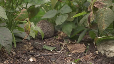 Back-View-Of-Spiny-Young-Hedgehog-Roaming-Around-Growing-Green-Bean-Plants-In-Organic-Farmland