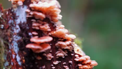 Pan-of-Pink-Mini-Mushroom-on-Rotting-Wood---Rosy-Oysterling-Mushroom