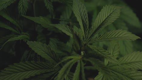 Marihuana-Hoja-De-Cannabis-Primer-Plano-Posición-Fija-Observando-Detalles-En-Los-Patrones-Ondulaciones-Color-De-La-Planta-Cultivo-Casero-Bricolaje-Médico-Thc-Cbd-Fondo-Oscuro-Enfoque-En-Rack