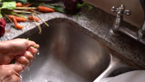 Hands-Cleaning-And-Washing-Fresh-Spinach-Leaves-In-Tap-Water-In-The-Kitchen-Sink