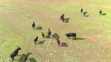 Cows-walking-in-an-open-field-|-California-Coastline-|-Aerial-Flyby