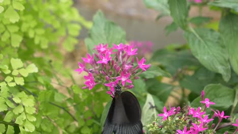 Male-Scarlet-Mormon-Butterfly-working-on-pink-flower-and-beating-wings-in-slow-motion---Flowing-river-stream-in-background-during-sunny-day-in-nature