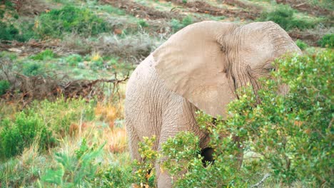 Ein-Junger-Elefant-Starrt-Durch-Das-Blattwerk-In-Die-Kamera,-Bewegt-Seinen-Rüssel-Herum-Und-Schüttelt-Sich-Den-Staub-Vom-Kopf