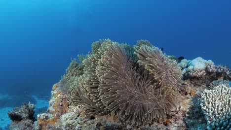 Eine-Bunte-Anemone,-Die-An-Einem-Korallenriff-Befestigt-Ist,-Bewegt-Sich-Sanft-Mit-Der-Meeresströmung