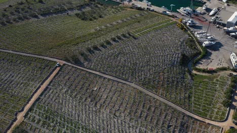 Aerial-View-Of-Famous-Babic-Vineyard-In-Primosten,-Croatia-At-Daytime---drone-shot