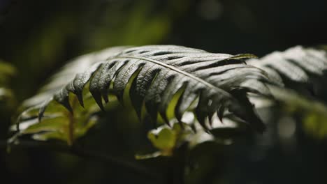 handheld-detail-shot-of-plant
