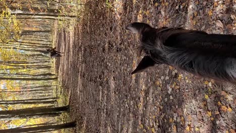 POV-Of-A-Person-Riding-Tennessee-Walker-Horse-On-Equestrian-Trail-In-The-Forest