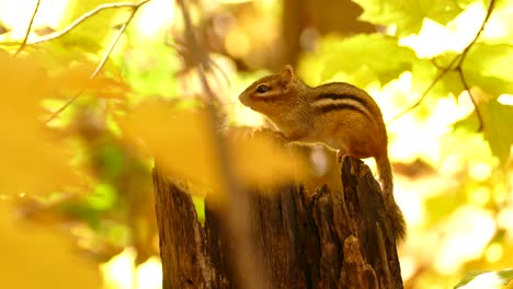 Adorable-Colorado-chipmunk-standing-on-tree-trunk-between-yellow-autumn-leaves
