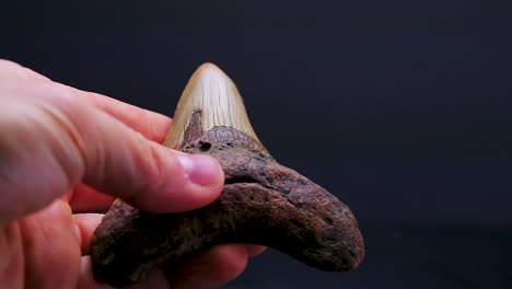 Mann-Hält-Einen-Megalodon-Zahn