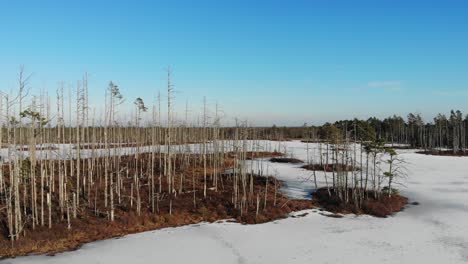 Vista-Aérea-Del-Lago-Pantanoso-Congelado-Con-árboles-Muertos-En-La-Reserva-Natural-Cena-Mire-En-Letonia