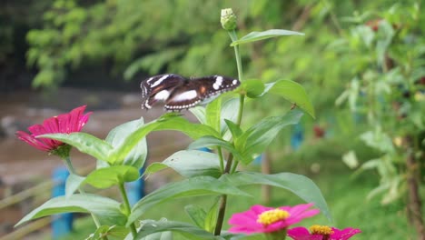 Bonita-Mariposa-Blanca-Y-Negra-Sentada-En-Plantas-Verdes-En-El-Desierto-De-Indonesia---De-Cerca