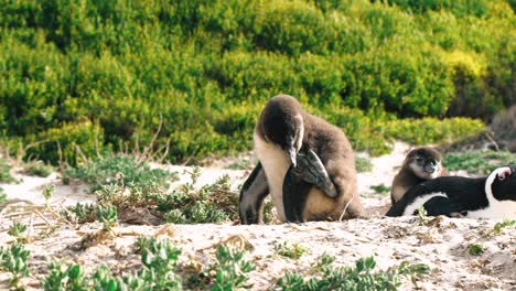 A-penguin-chick-scratches-its-head-with-its-foot-on-a-beach-in-Cape-Town,-South-Africa