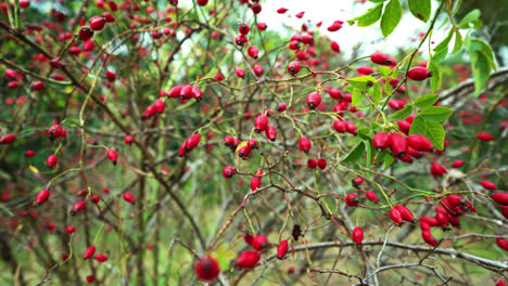 Close-up-footage-of-ripe-red-dogorse-berries-growing-in-german-nature-during-autumn-time
