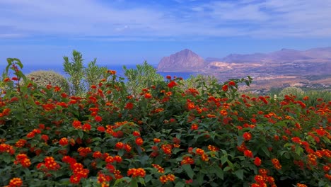 Red-lantana-flowers-with-panoramic-view-of-Monte-Cofano-in-background,-Sicily