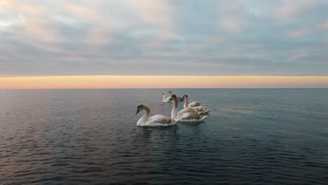 Elegantes-Cisnes-Marrones-Y-Blancos-Nadando-En-El-Agua-En-Un-Lago-Vacío