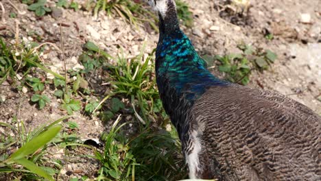 Close-up-shot-of-wild-Peacock-pecking-grass-in-wilderness-during-sunny-day
