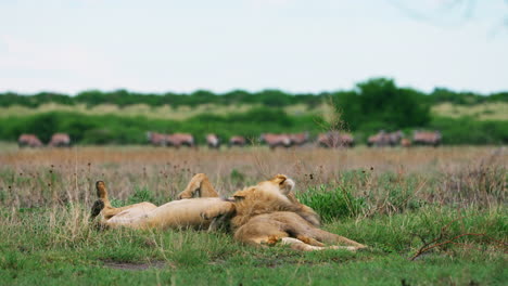 Ein-Löwenpaar-Spielt-Und-Liegt-Auf-Einer-Wiese-Im-Zentralen-Kalahari-Wildreservat-–-Mittlere-Aufnahme