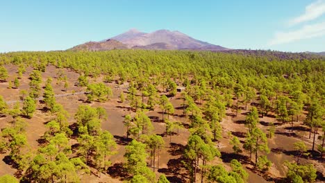 Drone-shot-moving-towards-mountain-on-Tenerife-with-pine-tree-forest-in-the-foreground
