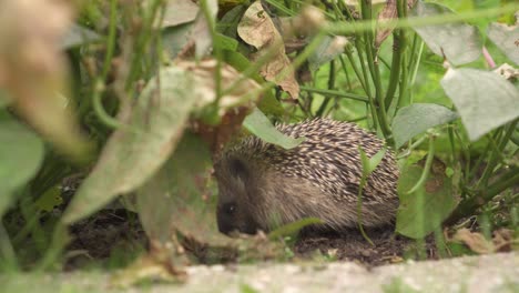 West-European-Hedgehog-Foraging-In-The-Garden