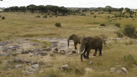 Aerial-is-flying-around-2-Elephants-during-daytime-at-Imire,-Zimbabwe